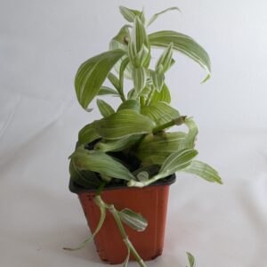 Tradescantia zebrina - Green and White