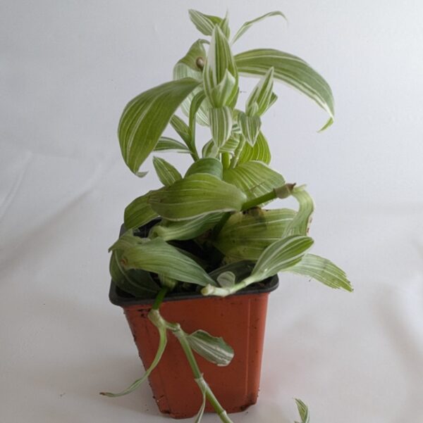 Tradescantia zebrina - Green and White