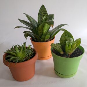 House Plants