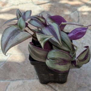 Tradescantia zebrina
