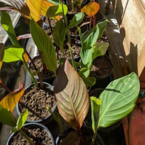 Annual - Cannas -Red and Green leaves - Red flowers
