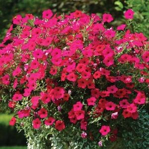 Tidal Wave Petunia - Cherry