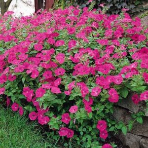 Tidal Wave Petunia - Hot Pink
