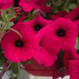 Annual - Petunias
