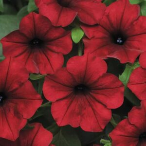 Tidal Wave Petunia - Red