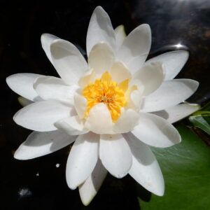 Nymphaea leibergii white waterlily