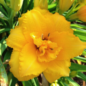 Condilla Daylily