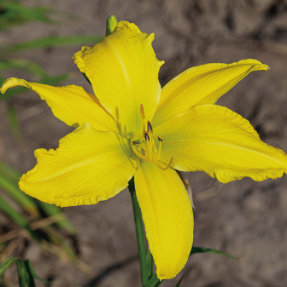Yellow Mammoth