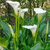 calla lily