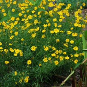 Coreopsis grandiflora