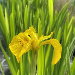 Iris - Pseudacorus variegata
