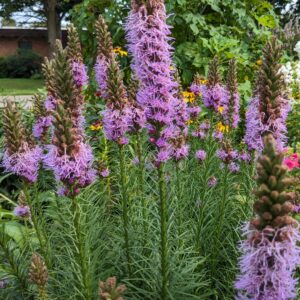 Liatris spicata
