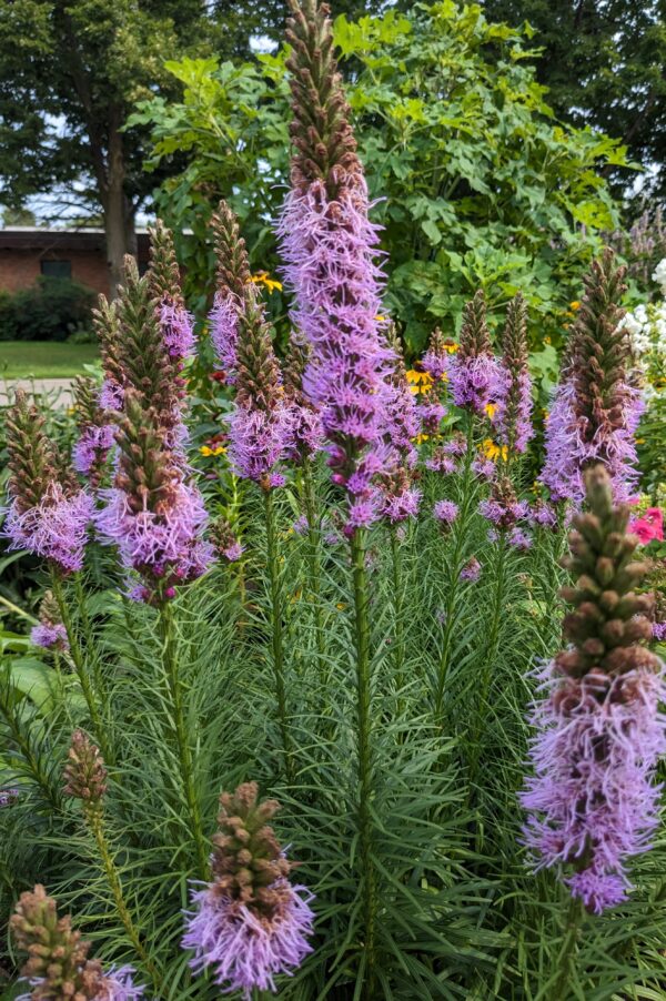 Liatris spicata