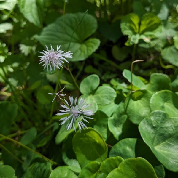 Barrenwort (Epimedium)