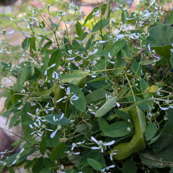 Euphorbia graminea