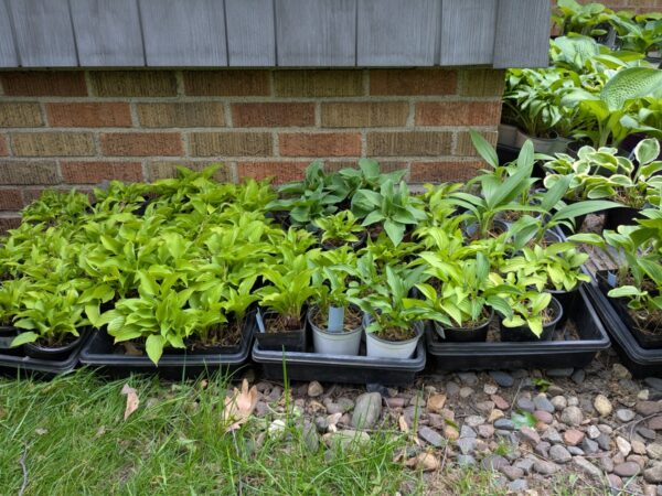 HOSTAS - Small, Medium, Large - Image 9