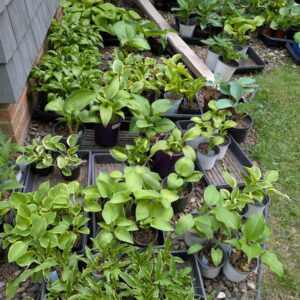 HOSTAS - Small, Medium, Large