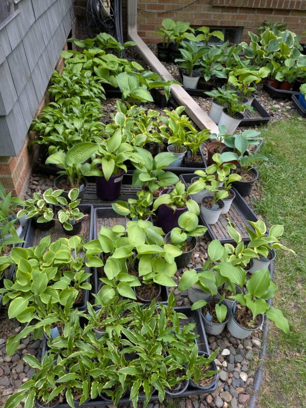 HOSTAS - Small, Medium, Large