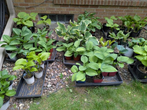 HOSTAS - Small, Medium, Large - Image 7