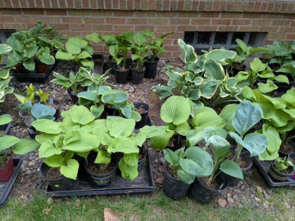 HOSTAS - Small, Medium, Large - Image 10