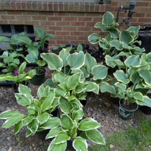 Hostas