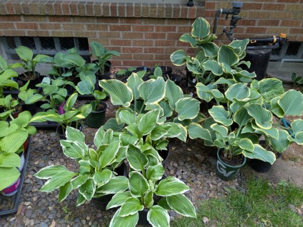 HOSTAS - Small, Medium, Large - Image 11