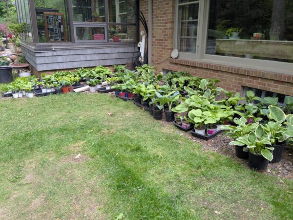HOSTAS - Small, Medium, Large - Image 12