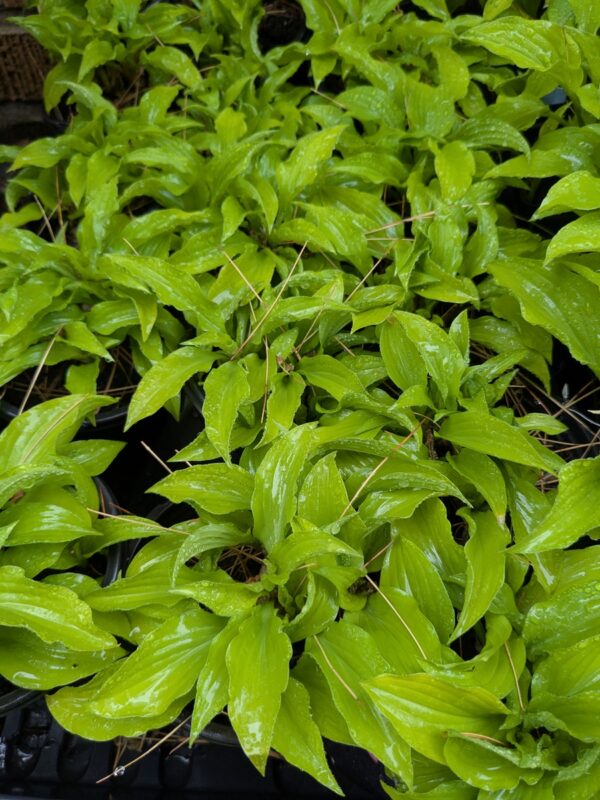 HOSTAS - Small, Medium, Large - Image 6