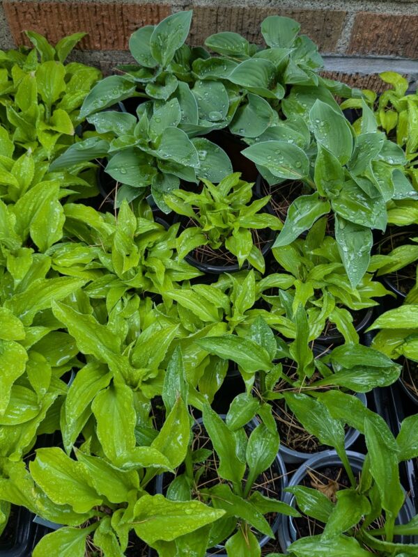 HOSTAS - Small, Medium, Large - Image 5