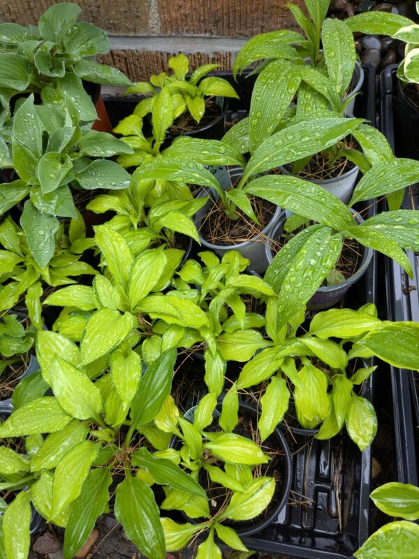 HOSTAS - Small, Medium, Large - Image 4