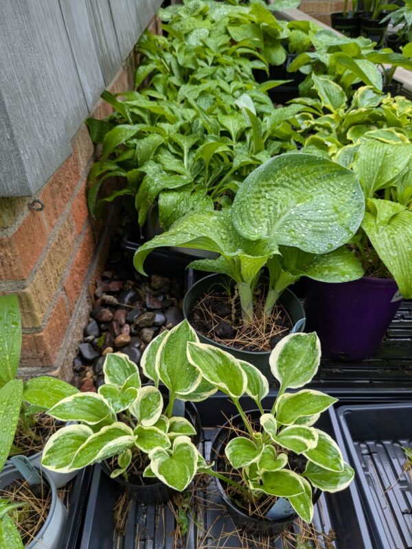 HOSTAS - Small, Medium, Large - Image 3