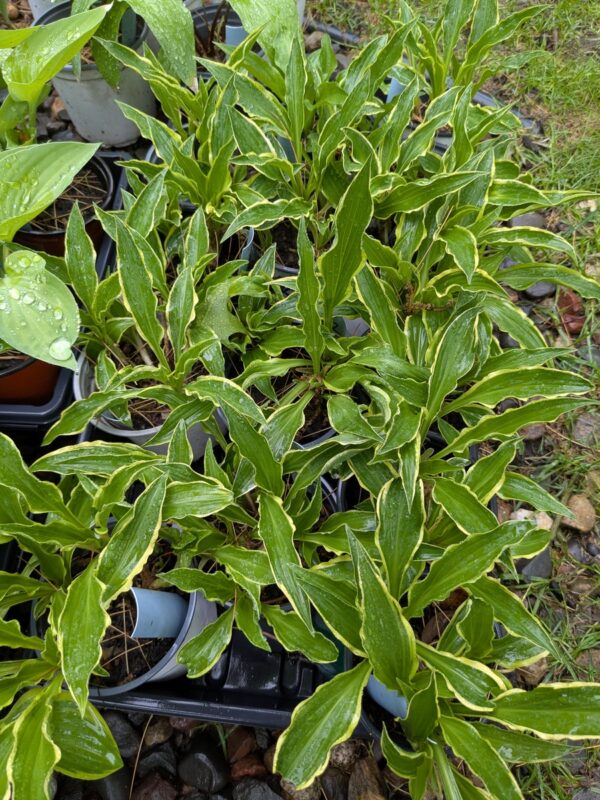 HOSTAS - Small, Medium, Large - Image 2