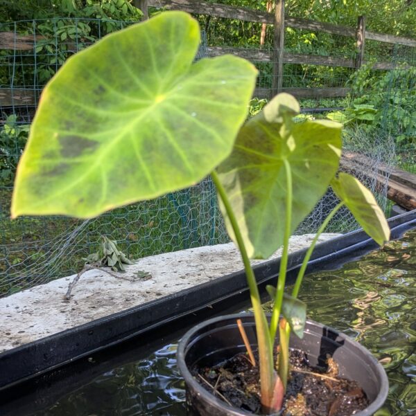 Taro - Green