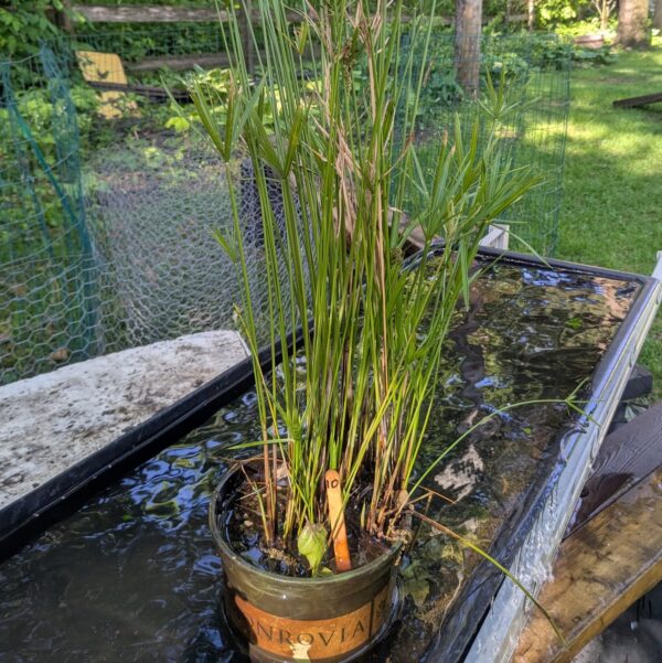 Cyperus alternifolius