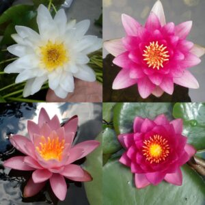 Surprise Waterlily