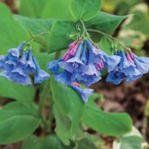 Virginia Bluebells (Mertensia virginica)