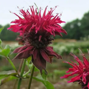 Bee Balm or Monarda