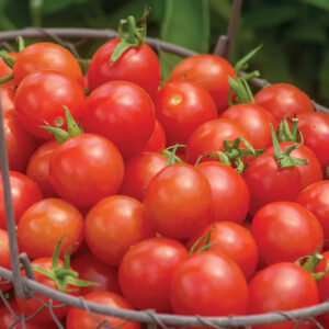 Tomato - Cherry Baby