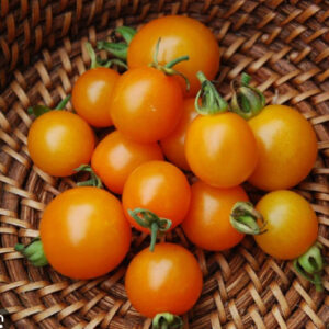Tomato - Sungold Cherry