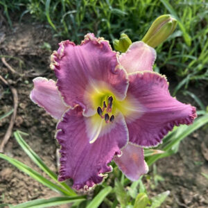 Wrestling with Angels