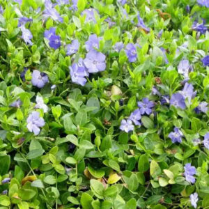 Vinca minor or lesser periwinkle