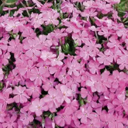 Phlox - creeping