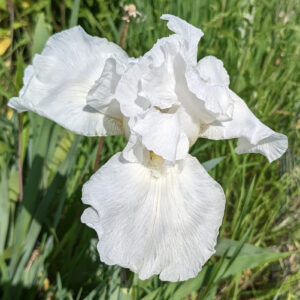 Iris - White
