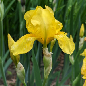 Iris - 10" yellow