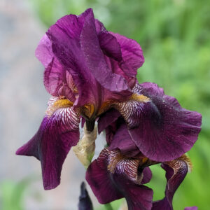 Iris - Tall Wine