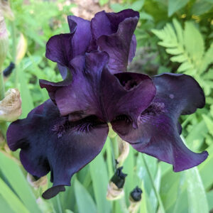 Iris - Dark Purple
