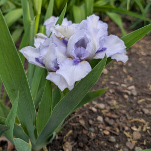 10" iris - lighter purple