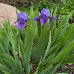 Iris - 10" purple